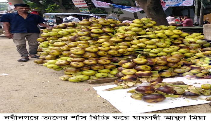 বজ্রপাত বারছে, কমছে তাল গাছ , নবীনগরে তালের শাঁস বিক্রি করে স্বাবলম্বী তাল ব‌্যবসায়ীরা