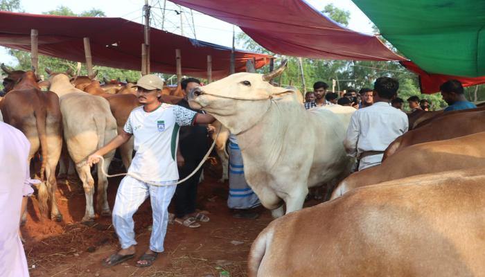 কুমিল্লায় জমে উঠছে কোরবানির পশুর হাট