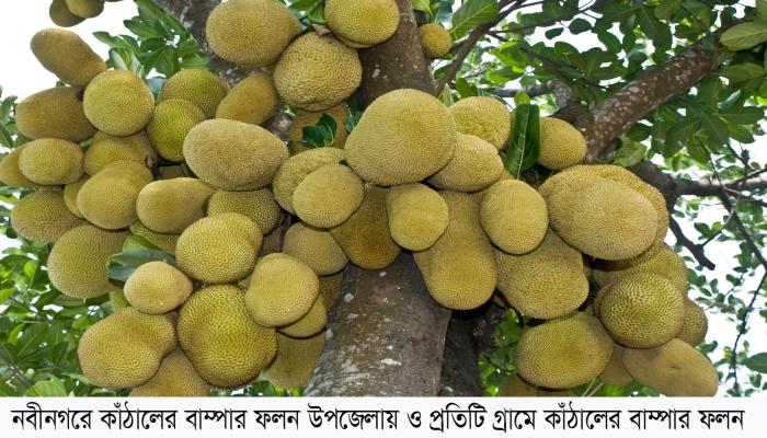 নবীনগরে কাঁঠালের বাম্পার ফলন উপজেলায় ও প্রতিটি গ্রামে কাঁঠালের বাম্পার ফলন