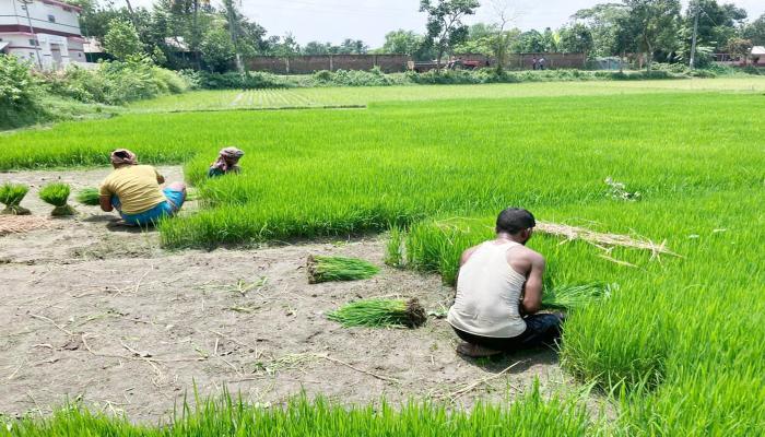 ব্রাহ্মণপাড়ায় আমনের সবুজ   মাঠে কৃষকের সোনালী স্বপ্ন