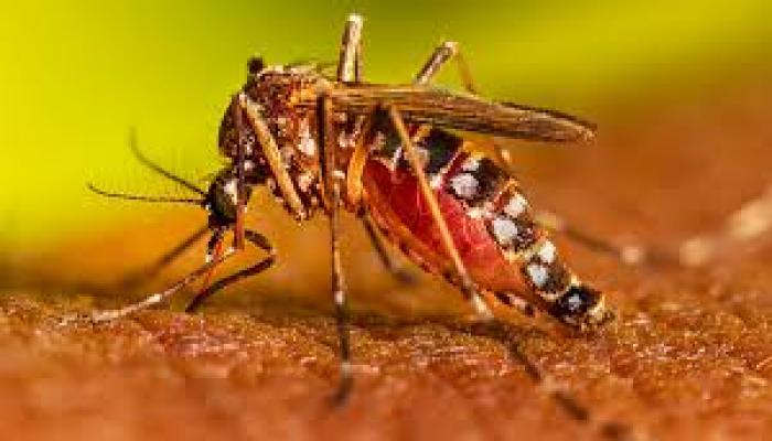 কুমিল্লায় ঘরে ঘরে ডেঙ্গুর প্রকোপ