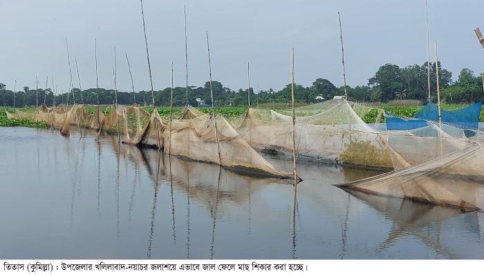 তিতাসে নদী-খাল-বিল থেকে হারিয়ে যাচ্ছে  দেশি প্রজাতির মাছ