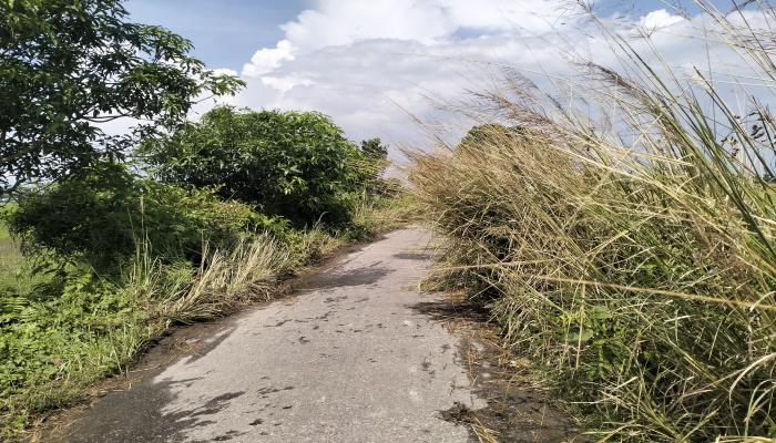 ঘাসে ঢাকা রাস্তায় মেঘনাতে দূর্ঘটনার ঝুঁকি