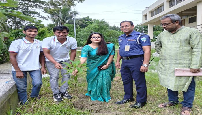 লালমাই উপজেলায় লাল সবুজের বৃক্ষরোপণ কর্মসূচি