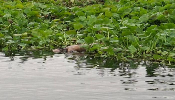 বাঞ্ছারামপুরে নদীতে গোসল করতে নেমে শিশু নিখোঁজের দু'দিন পাওয়া গেলো নিথর মরদেহ