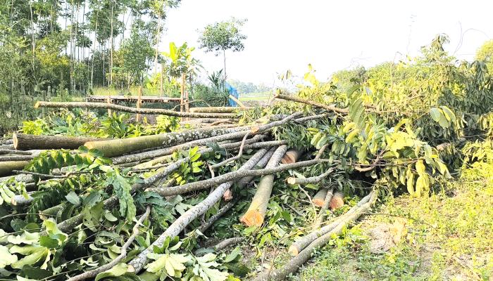 দেবিদ্বারে স্কুল প্রতিষ্ঠার নামে কৃষকের   ১৭৫টি গাছ কেটে ভূমি দখলের অভিযোগ