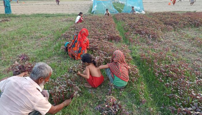 গোমতীর চরে উৎপাদিত ফসলের মূল্য পাচ্ছে না   কৃষক, লাভ গুণছে ফড়িয়া ব্যবসায়ীরা