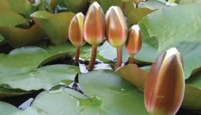 অবশেষে এনসিপির পাতে ইসি দিচ্ছে ‘শাপলা কলি’