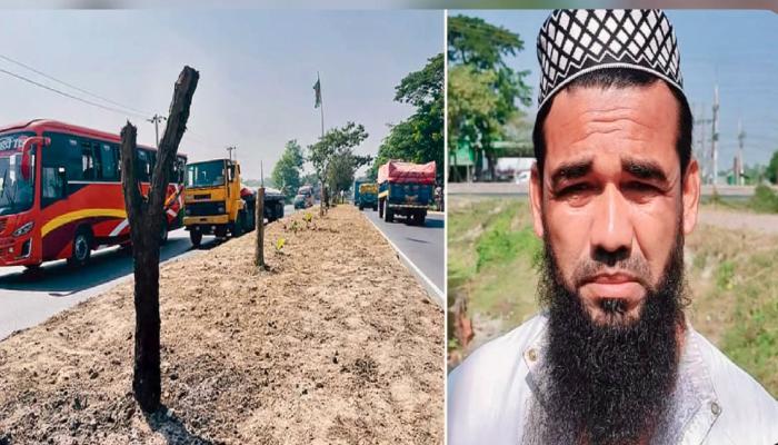 কুমিল্লায় মাহাসড়কের অর্ধশত  বকুলগাছ কাটা সেই ব্যক্তি গ্রেপ্তার