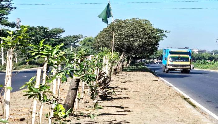 নতুন ৬৪ চারা রোপণ, বেলতলীর   মহাসড়কে ফের ফুটবে বকুল ফুল