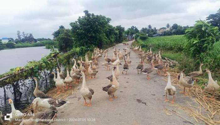 বাঞ্ছারামপুরে রাজহাঁসের গ্রাম বাহেরচর