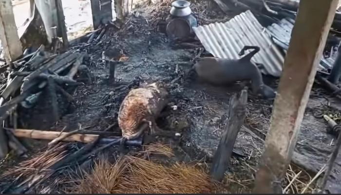 হোমনায় ভয়াবহ   অগ্নিকাণ্ডে ৭ গবাদিপশুসহ   ৩টি ঘর পুড়ে ছাই