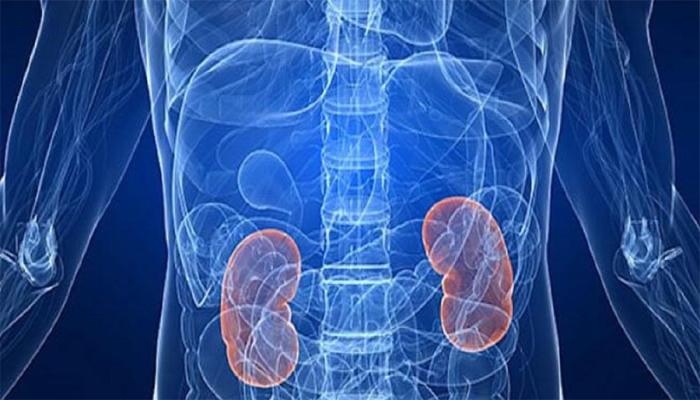 কিডনির সমস্যা কেন শেষের দিকে ধরা পড়ে? জানুন সমাধান