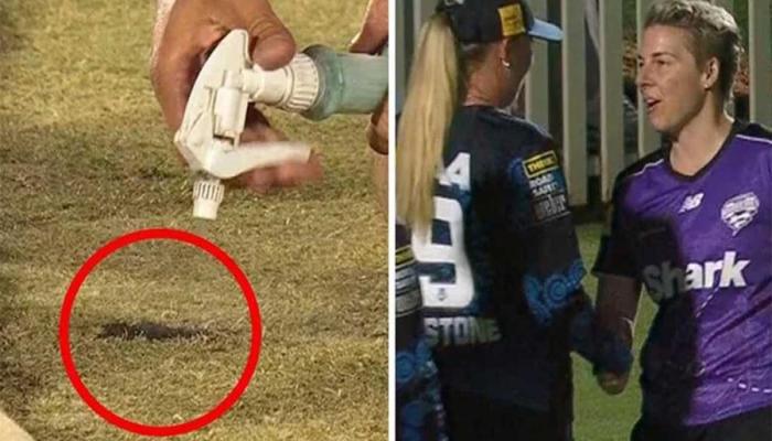 বিগ ব্যাশে বিরল ঘটনায় ম্যাচ পরিত্যক্ত