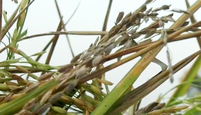 কুমিল্লায় আমন ধানে ফলস স্মার্টের আক্রমণ  ফলন নিয়ে দুশ্চিন্তায় কৃষক, আশাবাদী কৃষি বিভাগ