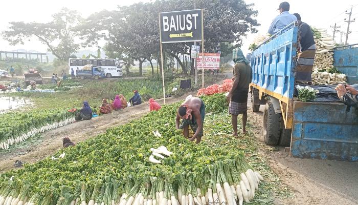 মুলা যাচ্ছে সারাদেশে  জাপানি সাদা মুলা উৎপাদনে ভাগ্য ফিরেছে কৃষকের
