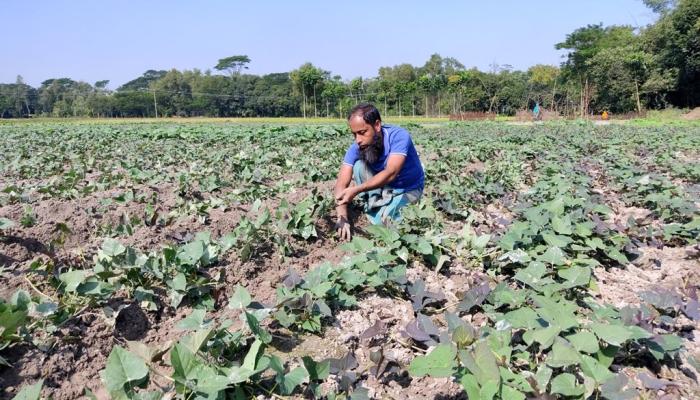 ব্রাহ্মণপাড়ায় আগাম মিষ্টি আলুতে   ভালো লাভের আশায় চাষিরা