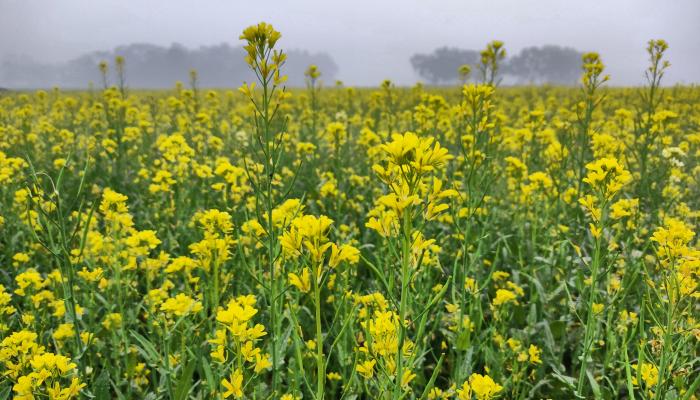ব্রাহ্মণপাড়ায় সরিষা ফুলের হলুদ হাসি  ছড়িয়ে পড়েছে ফসলী মাঠ জুড়ে