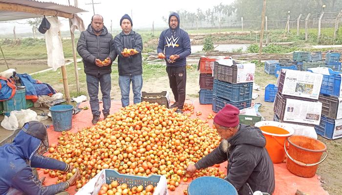 বুড়িচংয়ে ইউটিউব দেখে টমেটো চাষে   চার মাসে কোটি টাকারও বেশী ব্যবসা