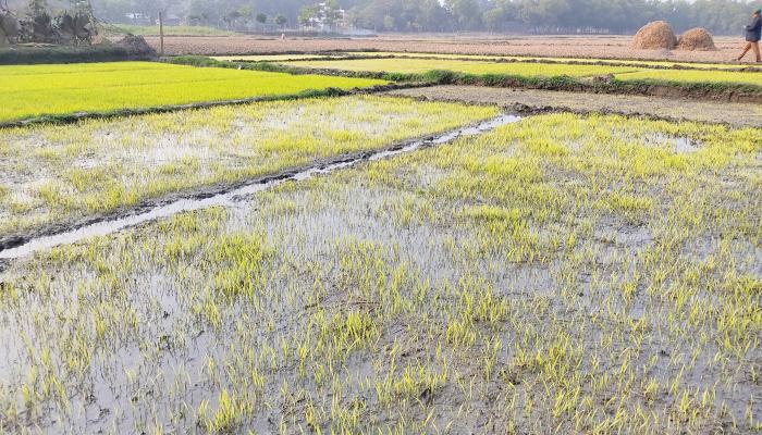 ব্রাহ্মণপাড়ায় শীত ও কুয়াশায় ক্ষতির মুখে   বোরো বীজতলা, উদ্বেগ কৃষকের