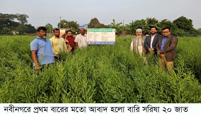 নবীনগরে প্রথম বারের মতো আবাদ   হলো বারি সরিষা ২০ জাত