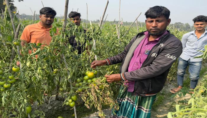 চান্দিনায় ক্রিকেট খেলাকে কেন্দ্র করে কৃষকের   টমেটো ক্ষেত গুঁড়িয়ে দেওয়ার অভিযোগ