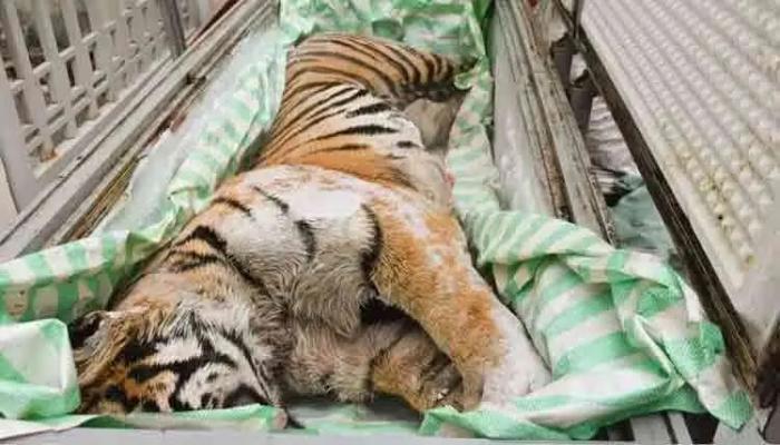 ভিয়েতনামে বাড়ির ফ্রিজে মিললো বাঘের মরদেহ, গ্রেফতার ২