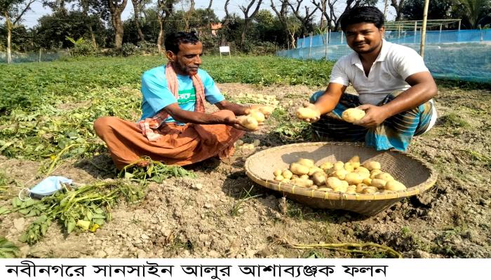 নবীনগরে সানসাইন আলুর আশাব্যঞ্জক ফলন