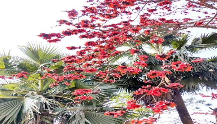 ব্রাহ্মণপাড়ায় বসন্তের রঙে রাঙা   প্রকৃতি, শিমুলে মুগ্ধ জনপদ