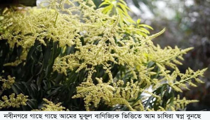নবীনগরে গাছে গাছে আমের মুকুল বাণিজ্যিক ভিত্তিতে আম চাষিরা স্বপ্ন বুনছে