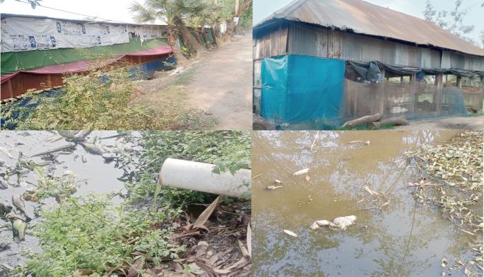 ব্রাহ্মণপাড়ায় খামারের বর্জ্যে পরিবেশ বিপর্যয়, দুর্গন্ধে অতিষ্ঠ এলাকাবাসী