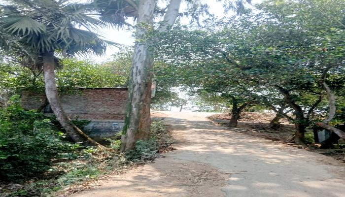 ব্রাহ্মণপাড়ায় ইউক্যালিপটাস গাছে আটকে আছে সড়ক প্রশস্তকরণ কাজ, ভোগান্তিতে স্থানীয়রা