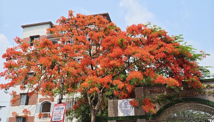 আগুনরঙা ফুলে প্রকৃতির নতুন প্রাণসঞ্চার,