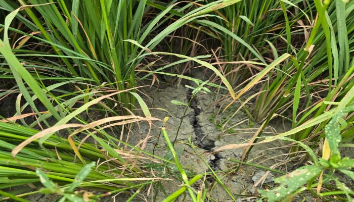 বাঞ্ছারামপুরে বিদ্যুৎ ও তেল সংকটে বোরো ধানচাষীরা দিশেহারা