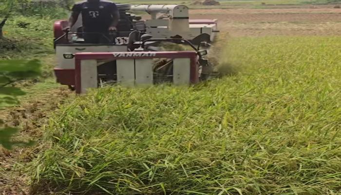 মনোহরগঞ্জে ধানের বাম্পার ফলন, শ্রমিক ও হারভেস্টার সংকটে কৃষক