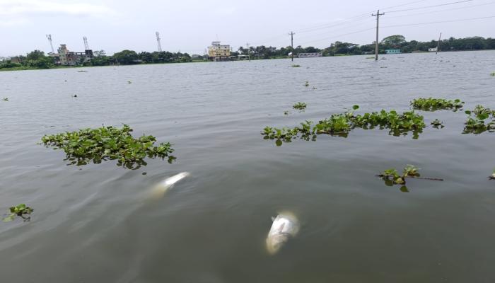 বিদ্যুতের তার ছিড়ে মরে গেছে অর্ধকোটি টাকার মাছ
