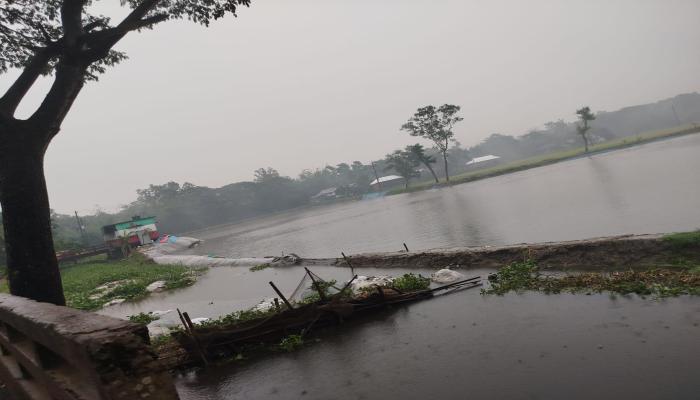 বুড়িচংয়ে বৃষ্টির পানিতে  ভেসে গেছে ২৫ লক্ষাধিক টাকার মাছ