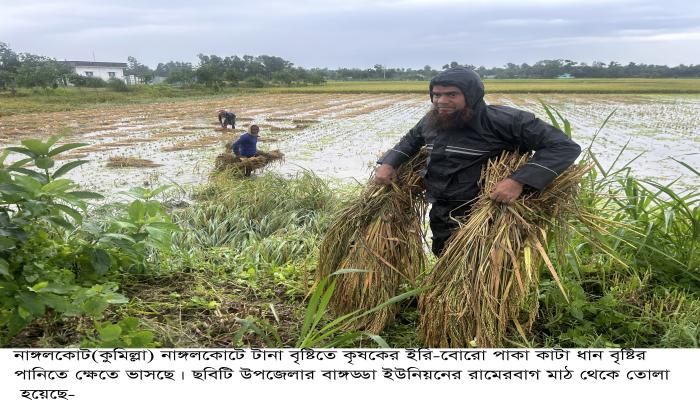 নাঙ্গলকোটে কৃষকের পাকা কাটা ধান টানা বৃষ্টির পানিতে ভাসছে