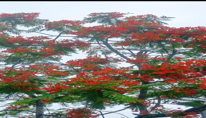 কৃষ্ণচূড়ার লাল আগুন প্রকৃতির আবহে ছড়িয়ে মনে প্রশান্তি জোগাচ্ছে