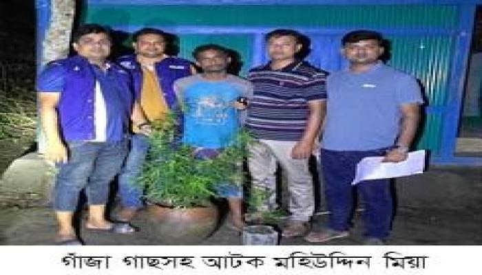 মুরাদনগরে নিজ বাড়িতে গাঁজা চাষ, যুবক আটক
