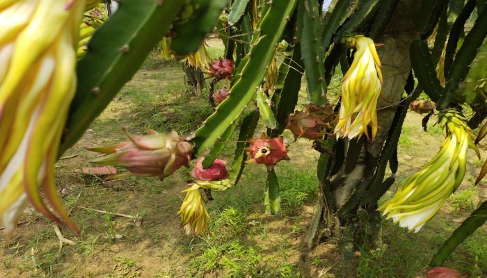 পাহাড়ি কৃষি গবেষণা কেন্দ্রের গবেষণা কার্যক্রম ও সম্ভাবনাময় ফসল উৎপাদন