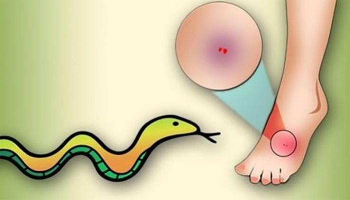 সাপের কামড়ে প্রাণ গেল গৃহবধূর
