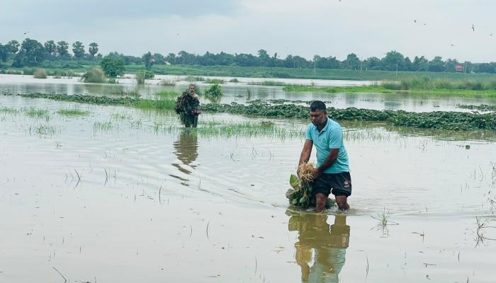 পাহাড়ি ঢলে গোমতীর পানি বৃদ্ধি  সহস্রাধিক কৃষকের ফসলহানি