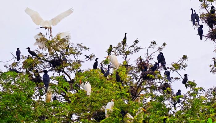 শত শত পাখির কলকাকলিতে সন্ধ্যা নামে দীর্ঘভূমিতে