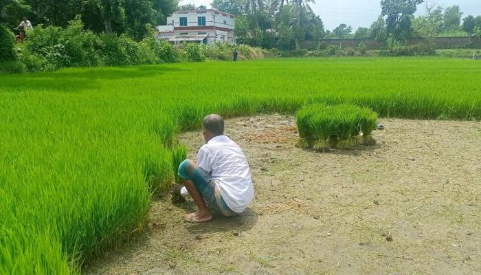 ব্রাহ্মণপাড়ায় আমন ধান রোপণে ব্যস্ত কৃষক,  অনুকূল আবহাওয়ায় ভালো ফলনের আশা