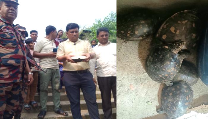 কুল্লাপাথর থেকে উদ্ধার করা ২৫টি সুন্দি কাছিম সালদা নদীতে অবমুক্ত