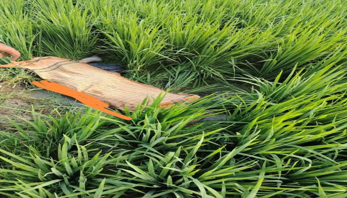রাতে বাবাকে লাইভ লোকেশন পাঠানোর পর সকালে ফসলি জমিতে মিলল তরুণীর মরদেহ